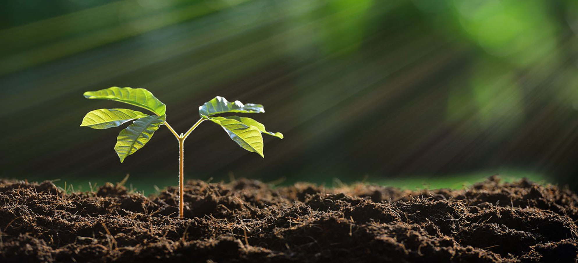 Fitosanitarios y maquinaria Agricola Nacarino SL